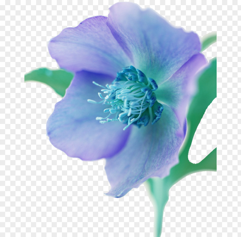 Flower Illustration JPEG Image Painting PNG