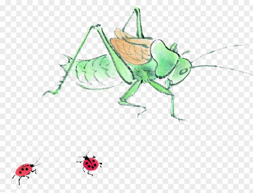 Grasshopper Insect Cartoon Daum Icon PNG