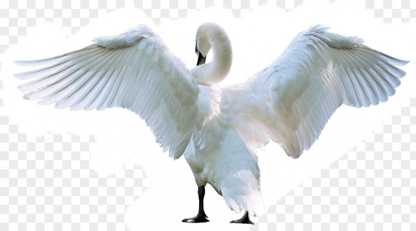 Bird Mute Swan Photography PNG