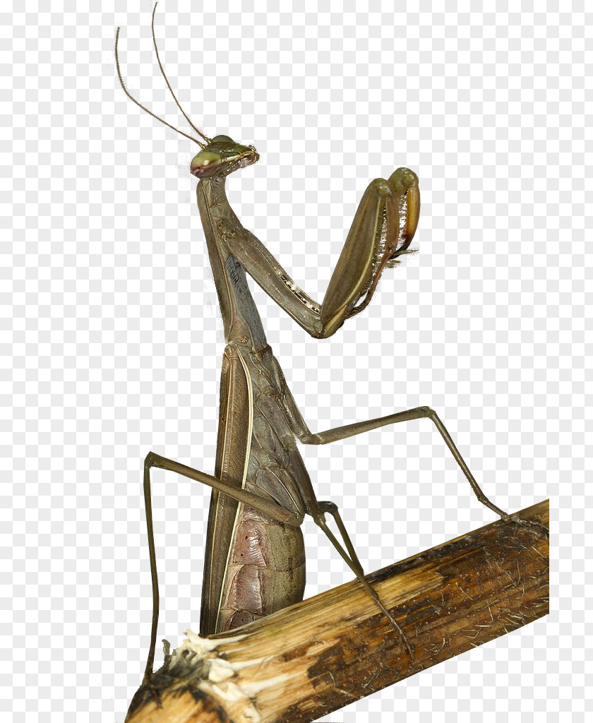 Insect Mantis Shamans And Religion Clip Art PNG