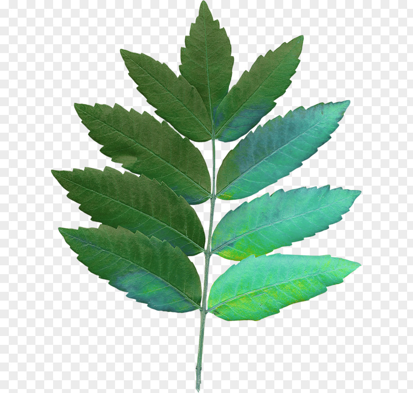 Leaf Hemp Plant Stem PNG