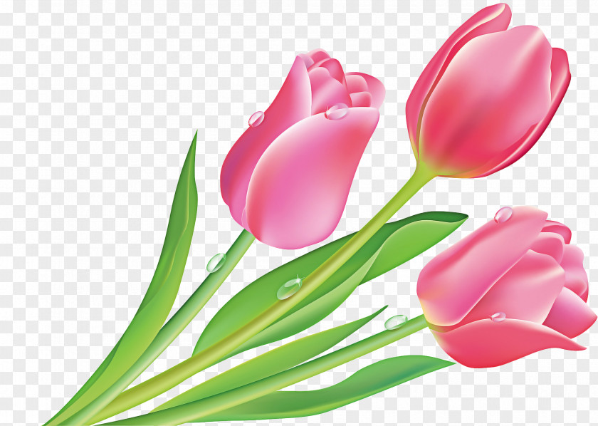 Pedicel Lily Family Flower Cartoon PNG