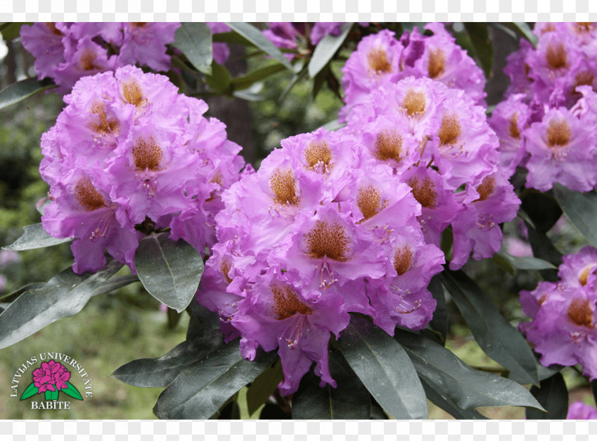 Violet Rhododendron Annual Plant Herbaceous Shrub PNG