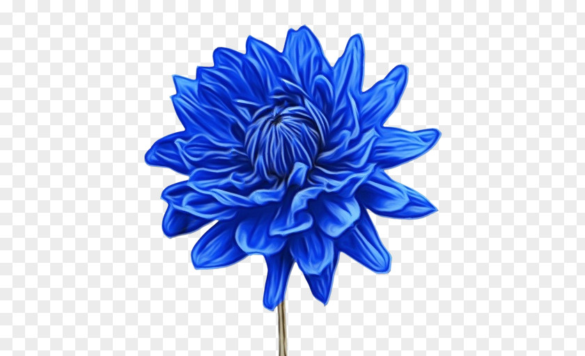 Daisy Family Artificial Flower Blue Watercolor Flowers PNG