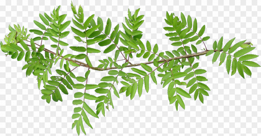 Lilac Leaf Vascular Plant Tree Fern Branch PNG