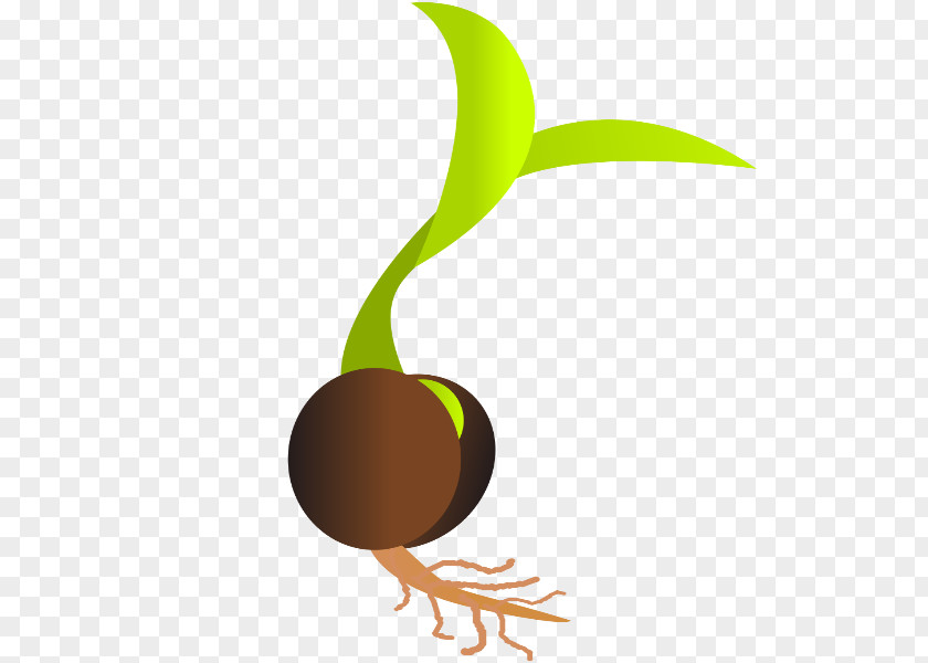 Seedlings Sprouting Seed Germination Clip Art PNG