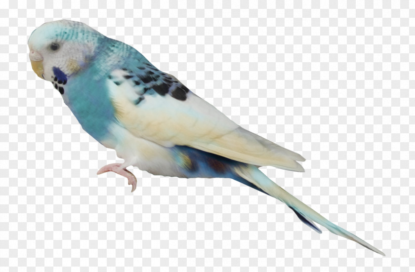 Small Parrot Budgerigar Lovebird PNG