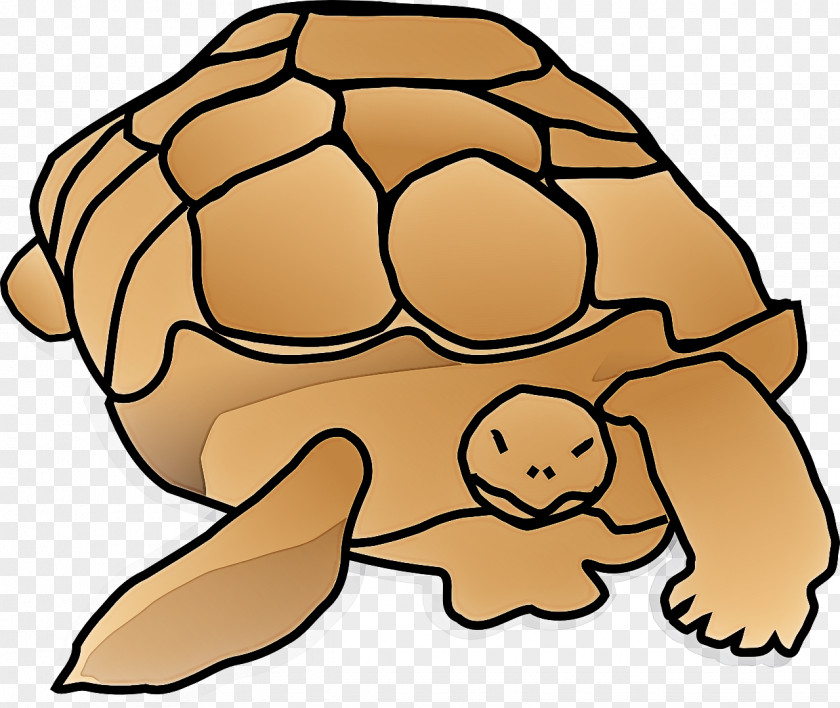 Tortoise Turtles Sea Snout M PNG