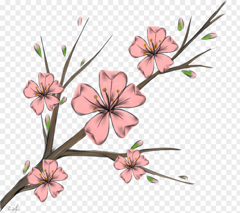 Wildflower Branch Cherry Blossom Background PNG