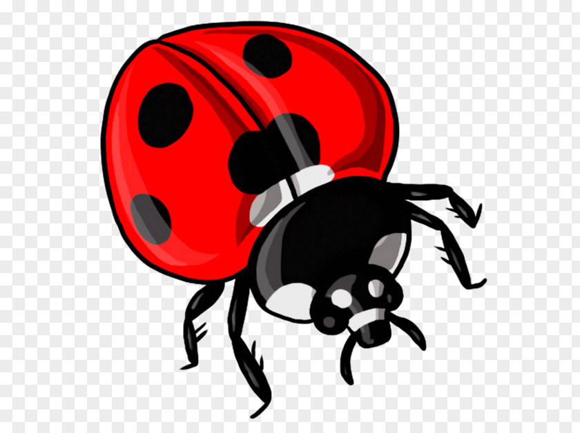 Word Ladybird Beetle Drawing Clip Art YouTube PNG