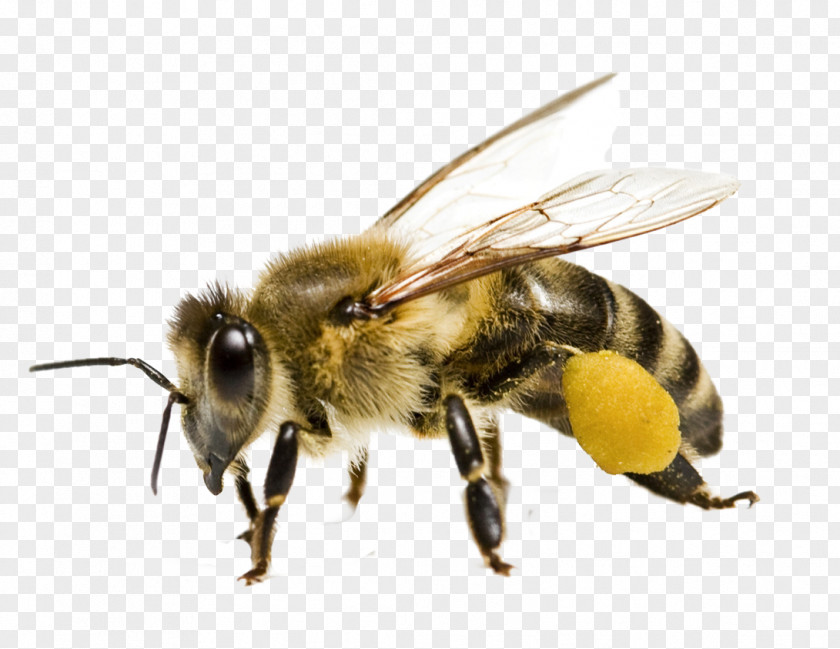 Bumble Bee Honey Pollen Yellowjacket PNG