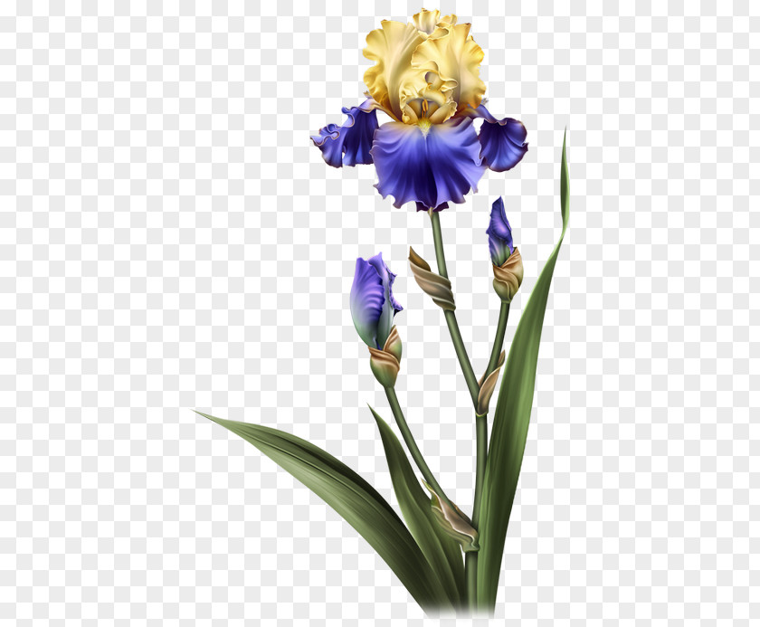 Perennial Plant Iris Versicolor Flowers Background PNG