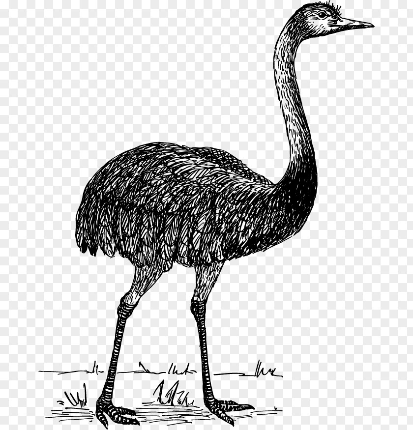 Vector Ostrich Flightless Bird Common Rhea PNG
