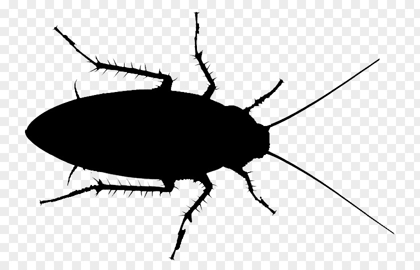 American Cockroach Image Indoxacarb PNG
