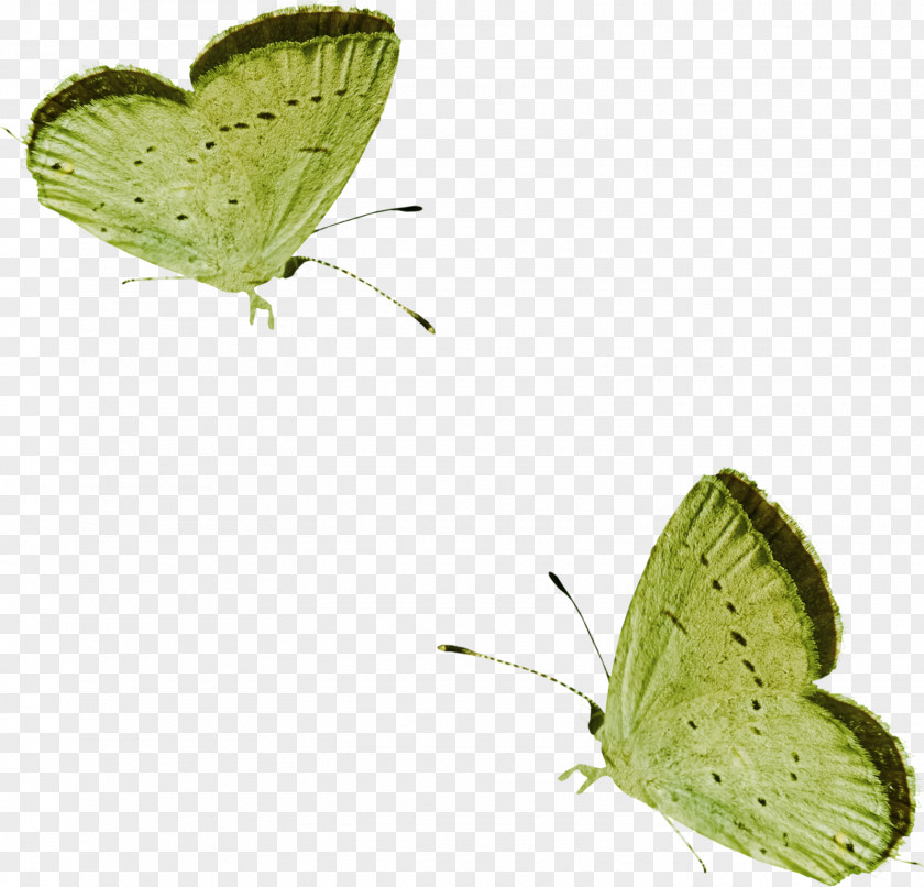 Butterfly Papillon Dog Lycaenidae PNG