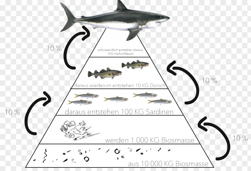 Ecological Pyramid Ecosystem Food Chain Biology PNG