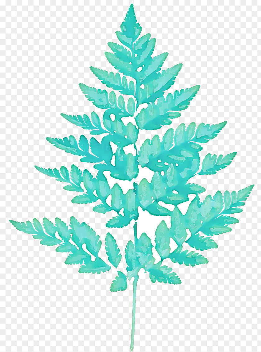 Fern PNG