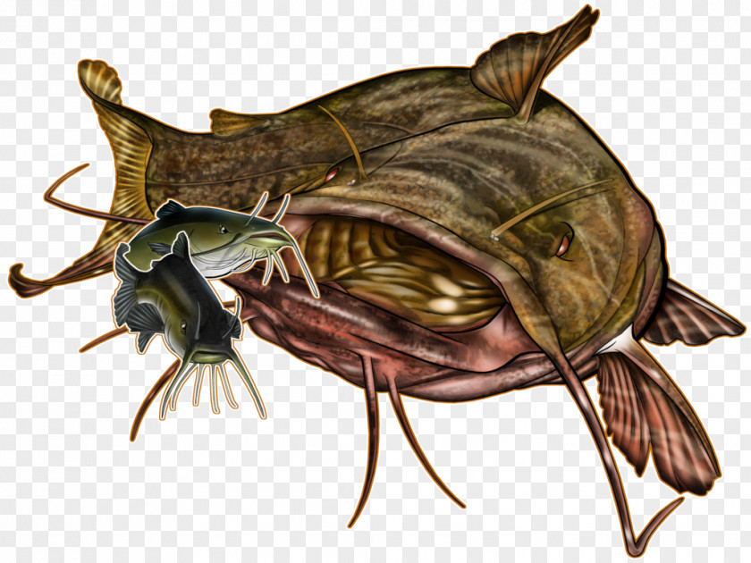 Insect Reptile Decapoda Pest Fish PNG