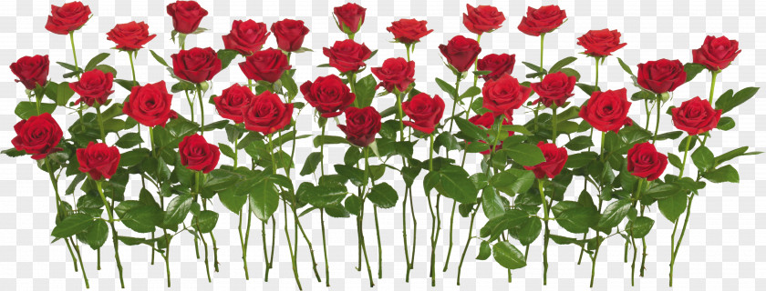 Rose Image, Free Picture Download Garden Flower Clip Art PNG