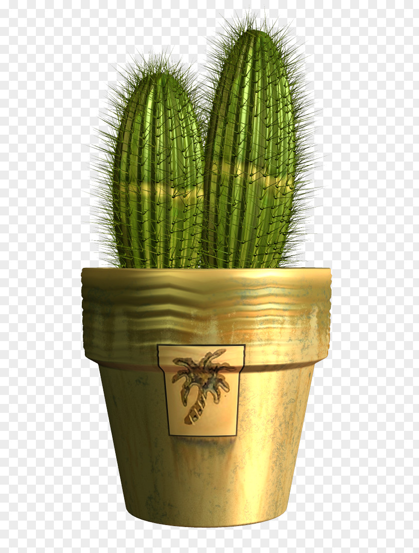 Cactus Cactaceae Clip Art PNG