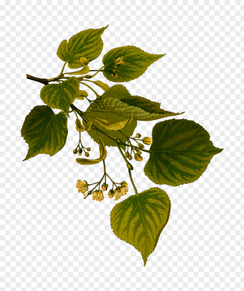 Decorative Plants Tilia Cordata Kxf6hlers Medicinal Tree Xd7 Europaea Botanical Illustration PNG