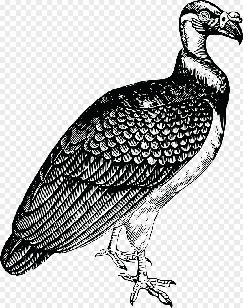 Drawing Flamingos Turkey Vulture Bird King Clip Art PNG