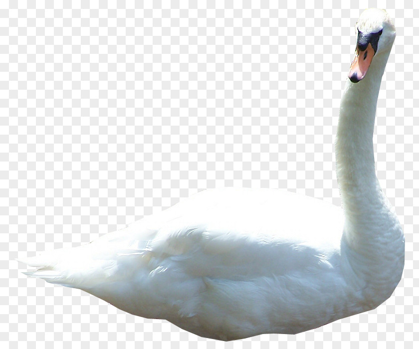 Duck Mute Swan Goose Bird Image PNG