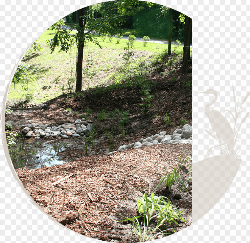Natural Environment Stream Restoration Soil Vegetation Landscape Nature Reserve PNG