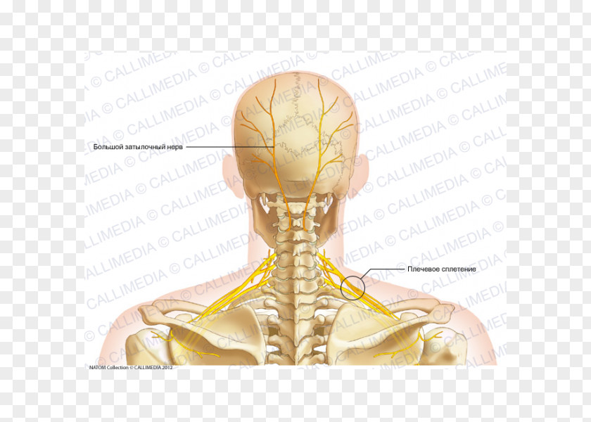 Skull Neck Bone Human Anatomy Head PNG