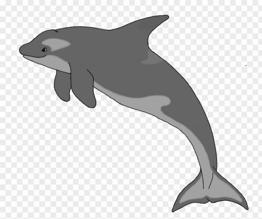 Dolphin Common Bottlenose Short-beaked Tucuxi Rough-toothed White-beaked PNG