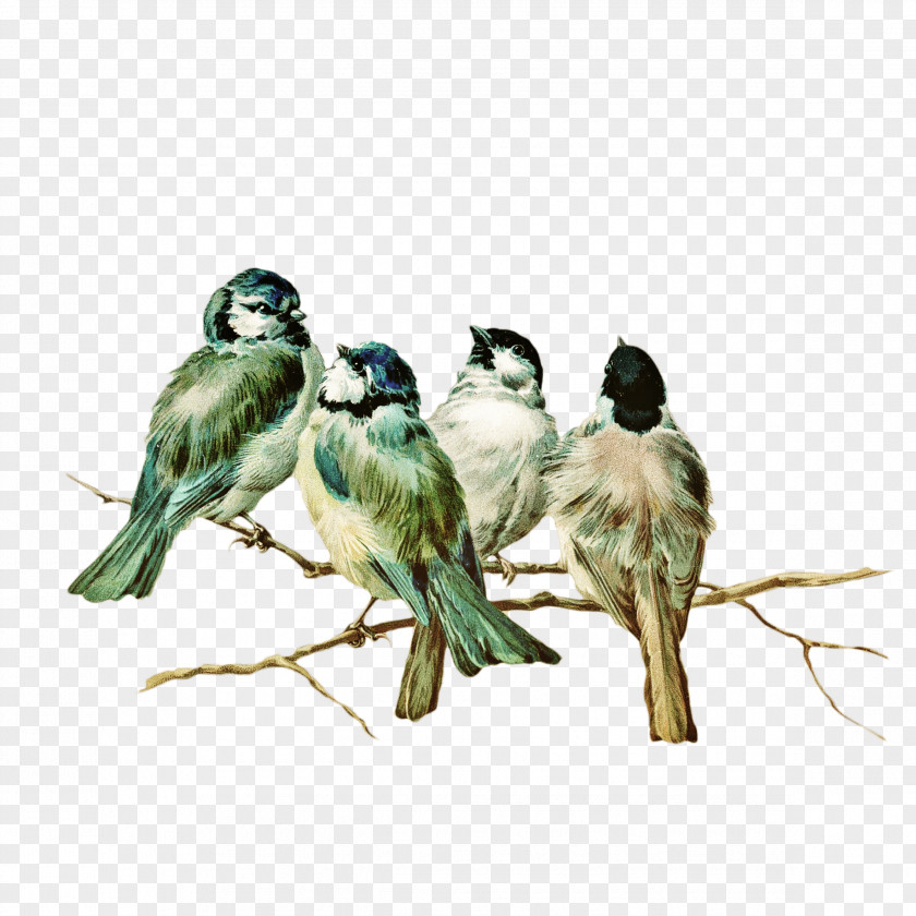 Flock Of Birds Eastern Bluebird Postcard Clip Art PNG