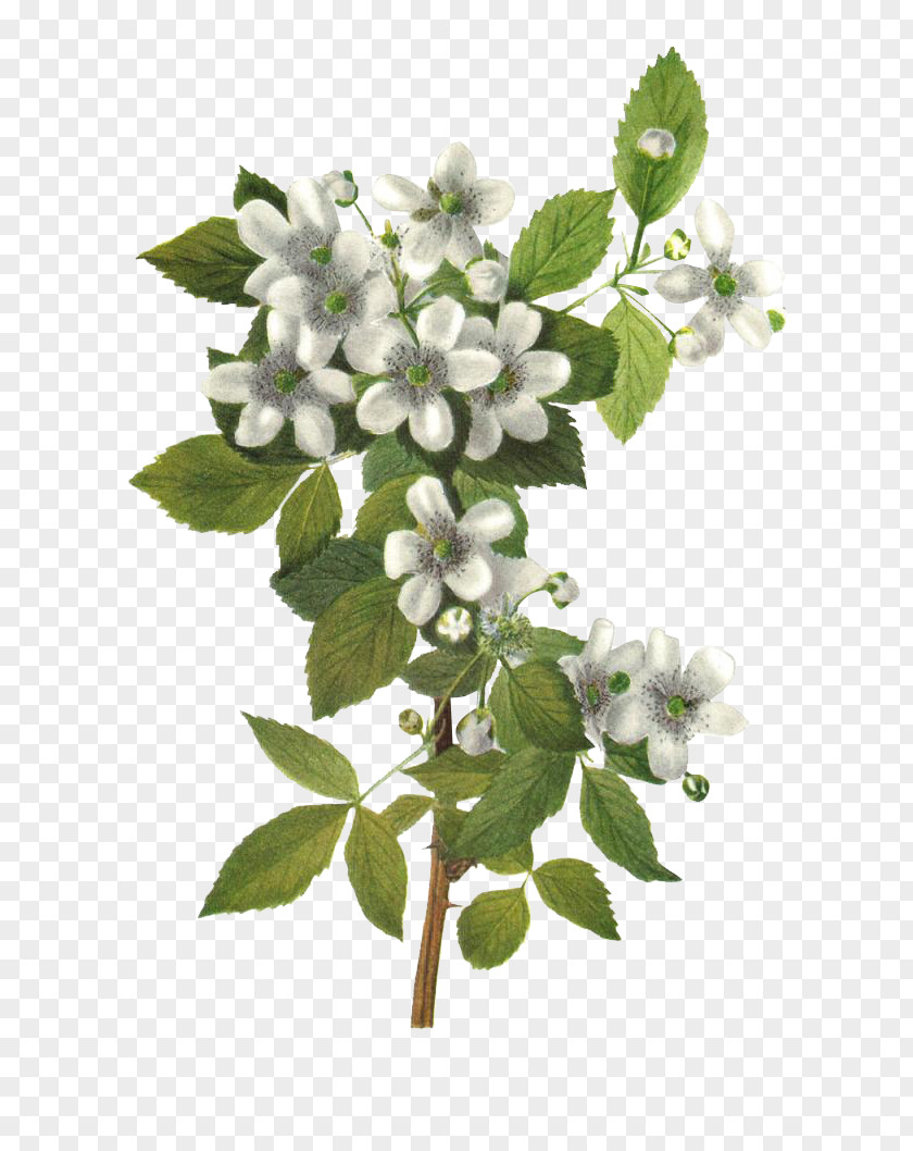 Flower Highbush Blackberry (Rubus Argutus) Floral Design Botany Illustration PNG