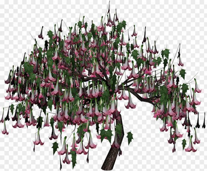 Flower Tree Woody Plant Branch PNG
