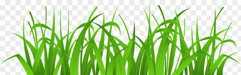 Nature Grass Clip Art Lawn Image Free Content Vetiver PNG