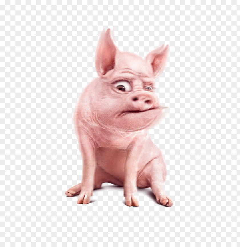 Pig Domestic Graphic Design Designer PNG