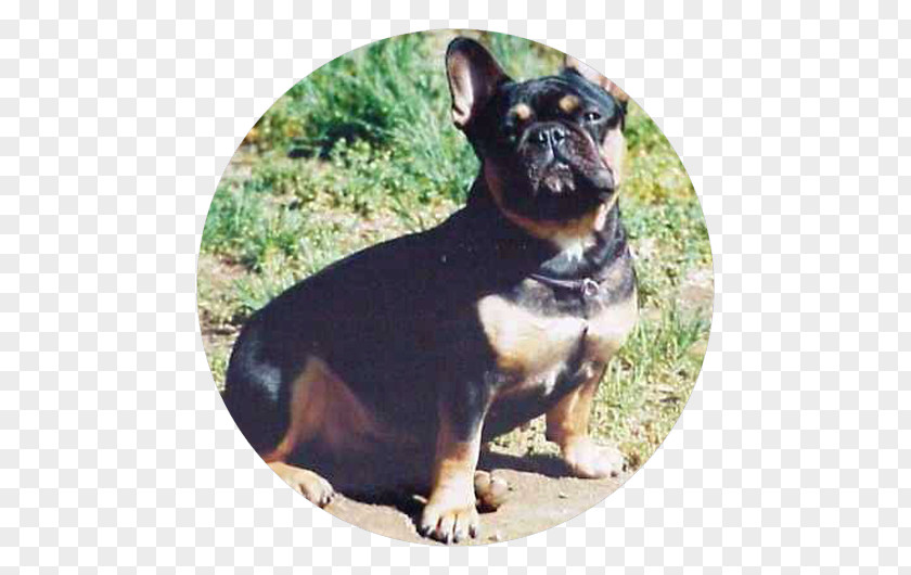 Puppy French Bulldog English Toy Terrier Rottweiler PNG