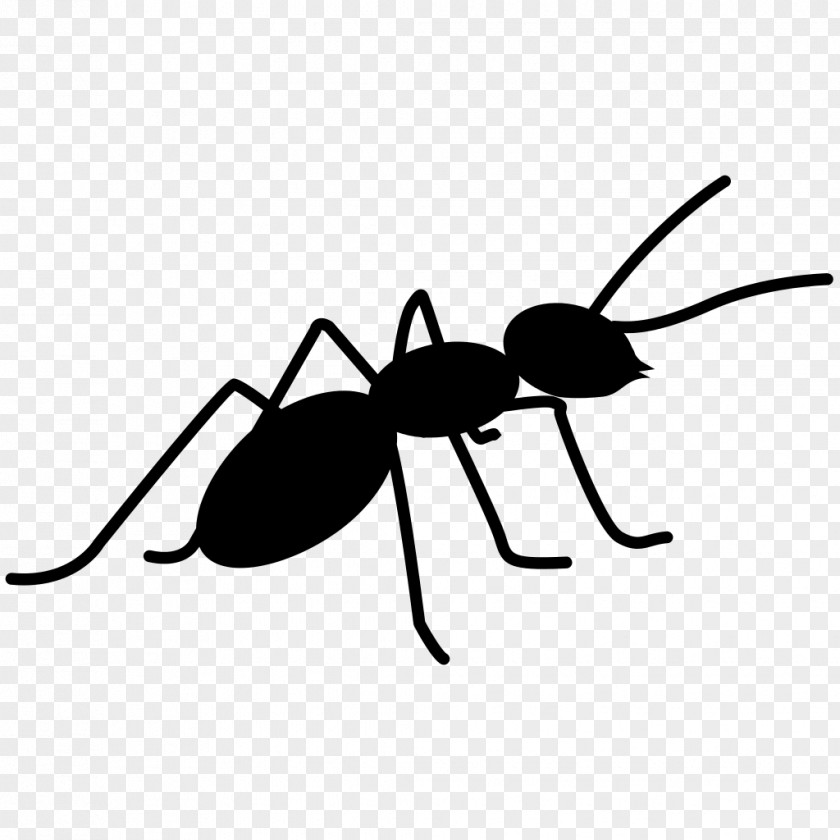 Ants Ant Insect Bee PNG