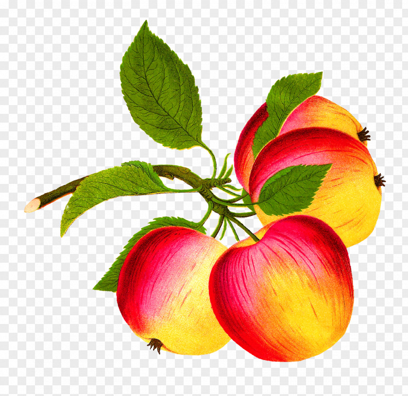 Apple Fruit Food Clip Art PNG