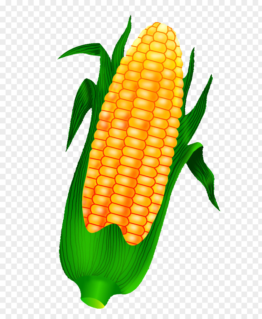 Golden Corn On The Cob Maize Crop PNG