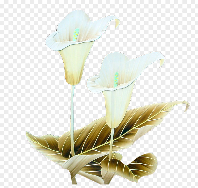 Lily Floral Design Flower PNG