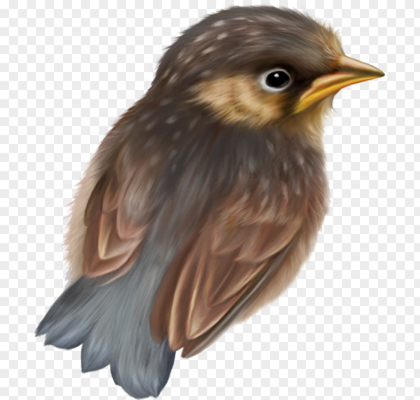 1212 Bird Beak Sparrow Drawing PNG