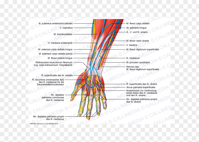 Arm Nerve Forearm Human Anatomy PNG