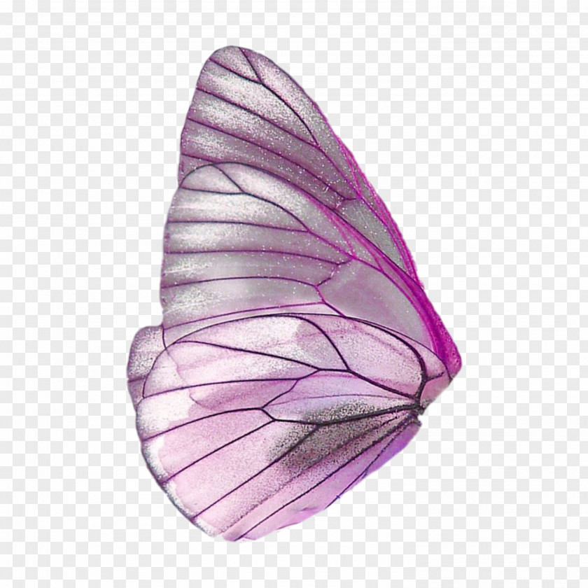 Butterfly Fairy Wings Clip Art PNG