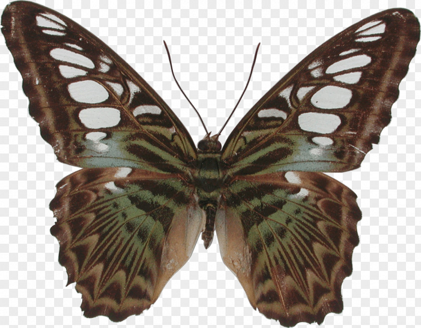 Butterfly Gossamer-winged Butterflies Silkworm Brush-footed Bird PNG