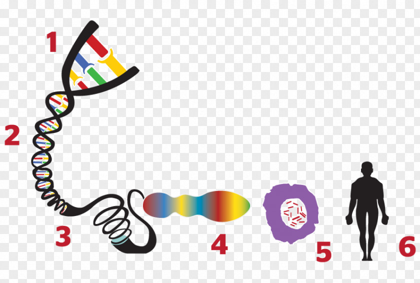 ENCODE Gene Genome Cell Heredity PNG