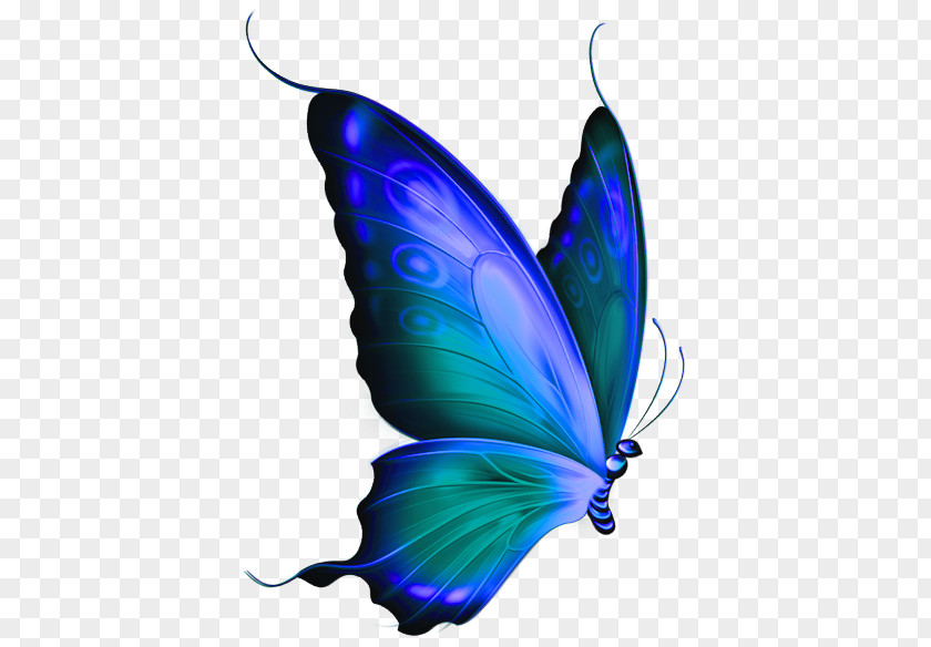 Green And Blue Glasswing Butterfly Clip Art PNG
