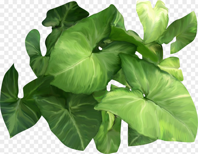 Leaf Raster Graphics Information Clip Art PNG