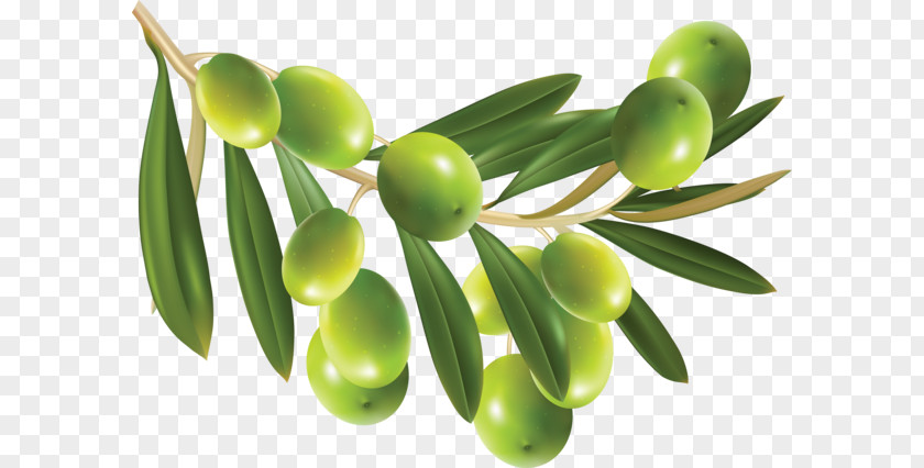 Olive Oil PNG