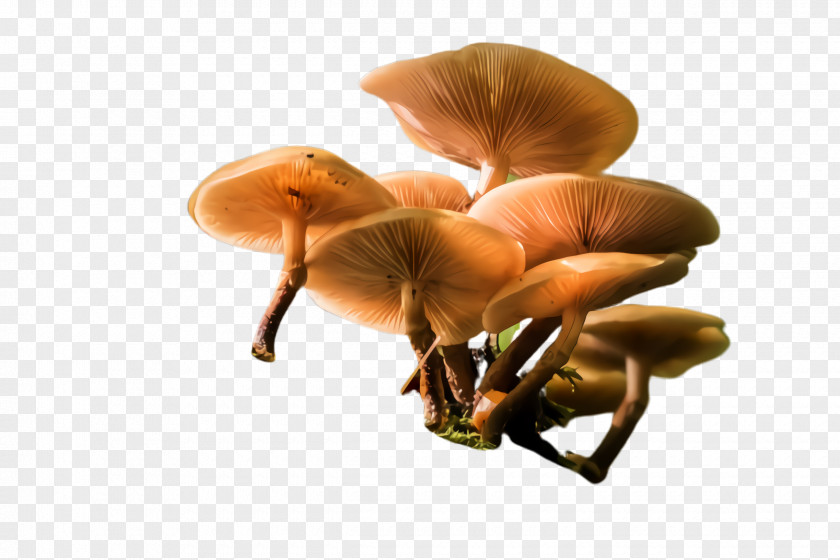 Agaricus Medicinal Mushroom Agaricomycetes Oyster Fungus Edible PNG