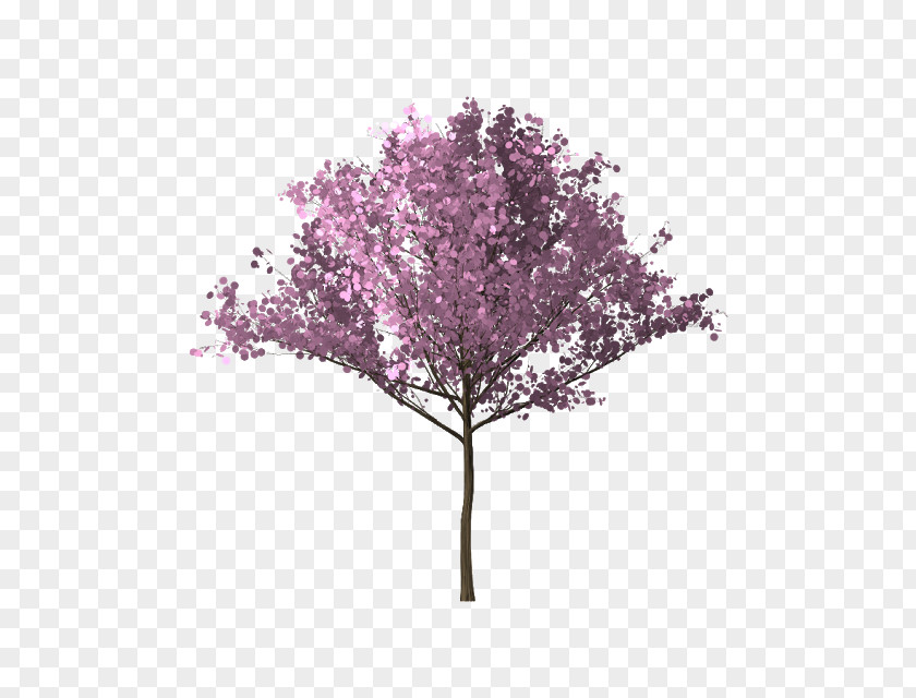 Bunga Sakura Tree Branch Cherry Blossom PNG